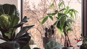 Plants by a window